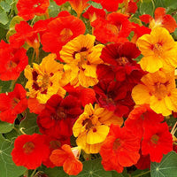 Nasturtium Flower seeds for Planting - Perfect for Borders, Heirloom & GMO Free Seeds for Home Garden