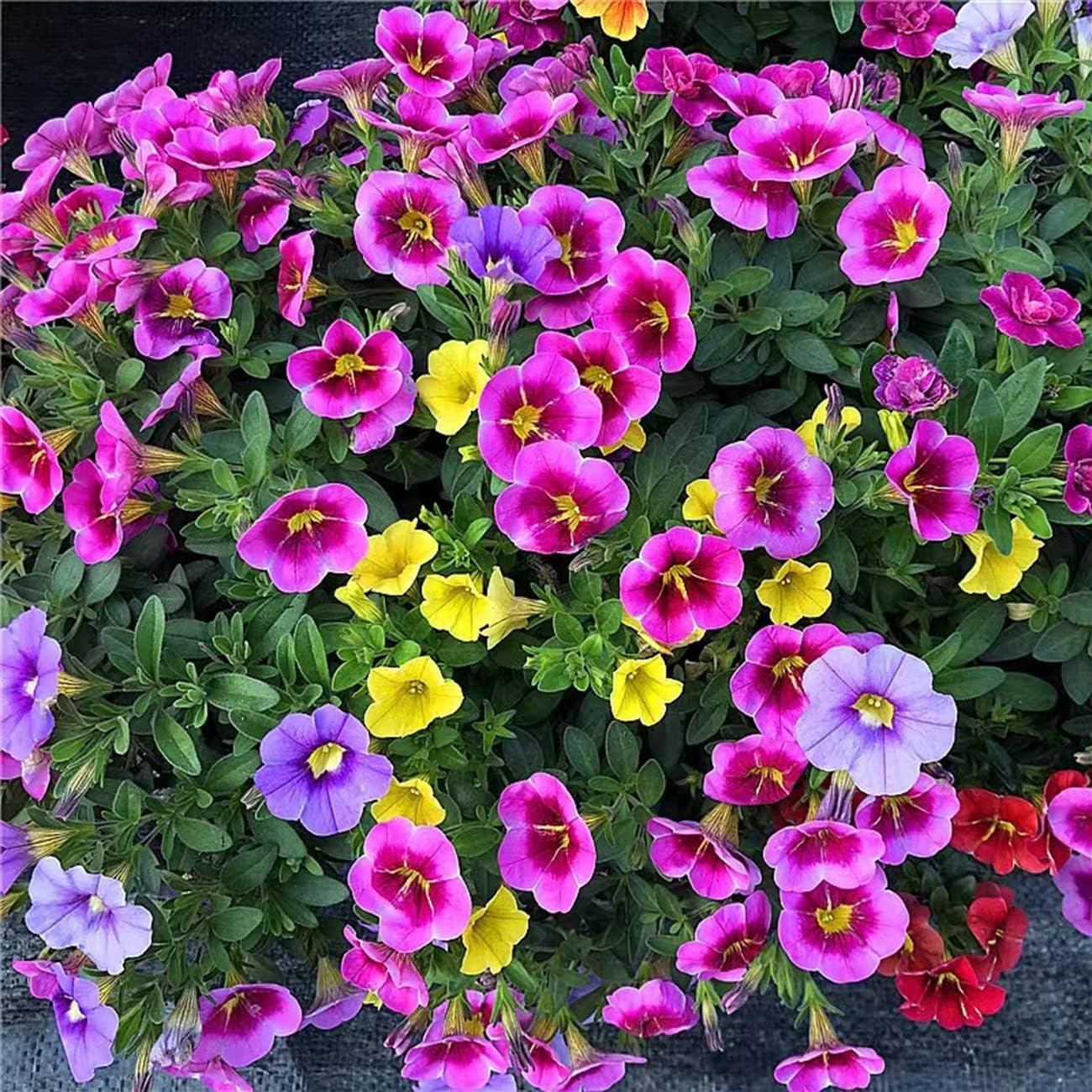 Tacoli Bonsai Petunia Flower seeds for Planting Seasonal Bloomer Heirloom & GMO Free Seeds for Home Garden