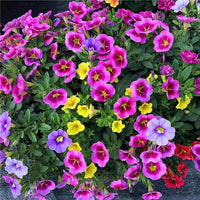 Heirloom Russian Petunia Flower seeds for Planting Low Maintenance Heirloom & GMO Free Seeds for Home Garden