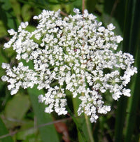 Queen Anne's Lace Daucus carota Flower Seeds for Planting in Flower Bed and Garden