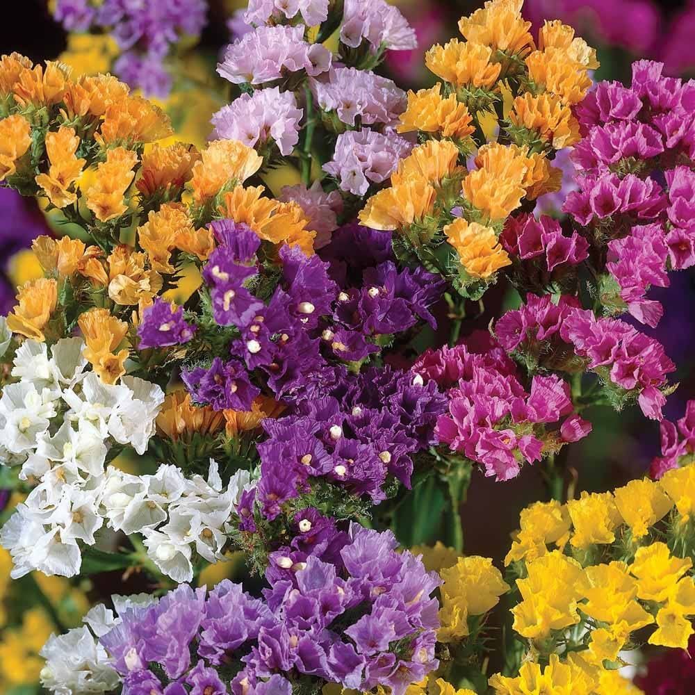 Statice Flower seeds for Planting Premium Quality Heirloom & GMO Free Seeds for Home Garden