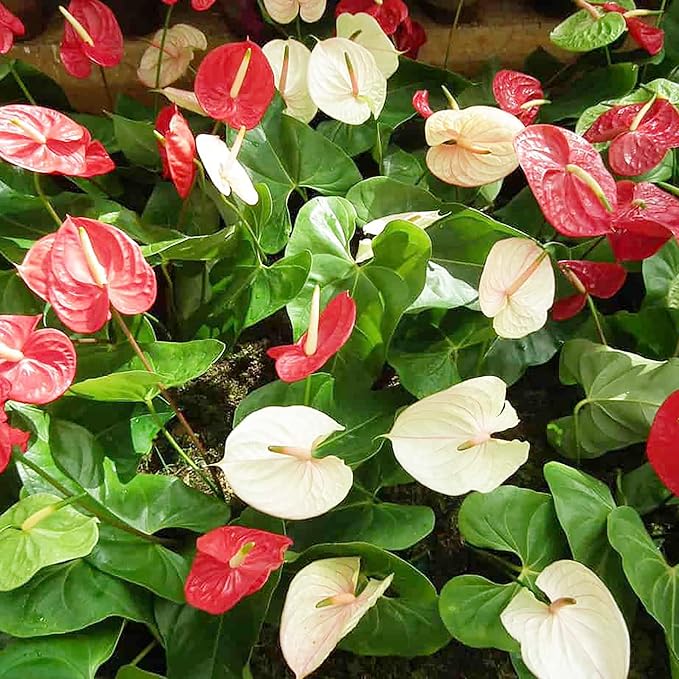 Pink White Anthurium Flower seeds for Planting - Cottage Garden Essential, Heirloom & GMO Free Seeds for Home Garden