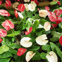 Pink White Anthurium Flower seeds for Planting - Cottage Garden Essential, Heirloom & GMO Free Seeds for Home Garden
