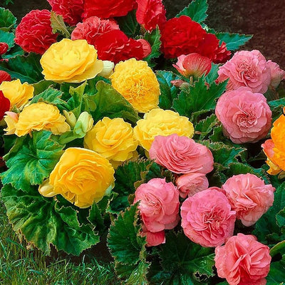 100 Pcs