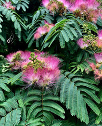 Pink Albizia Flower Seeds for Planting Compact Growth Heirloom & GMO Free Seeds for Home Garden
 
 Sale