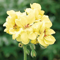 Premium Yellow Japanese Rosebud Pelargonium Geranium flower seeds for home gardens and containers.