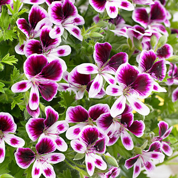 Violet & White Geraniums Flower seeds for Planting - Bright Blooms, Heirloom & GMO Free Seeds for Home Garden