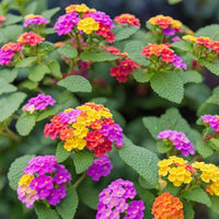 Mixed Lantana Camara Flower seeds for Planting Compact Growth Heirloom & GMO Free Seeds for Home Garden
 
 Sale