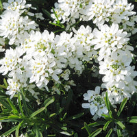 Sempervirens Evergreen Flower Seeds for Planting