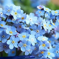 Myosotis Flower seeds for Planting - Long Bloom Season, Heirloom & GMO Free Seeds for Home Garden