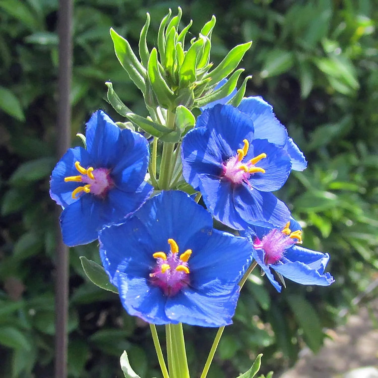 BLUE PIMPERNEL Seeds for Stunning Blue Flowers