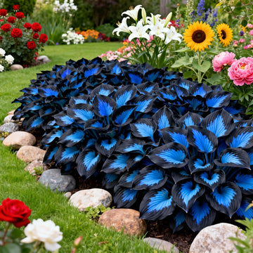 Perennial Hosta bulbs for planting in a shade garden