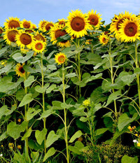 Branching Sunflower Seeds for Planting flower bed home garden