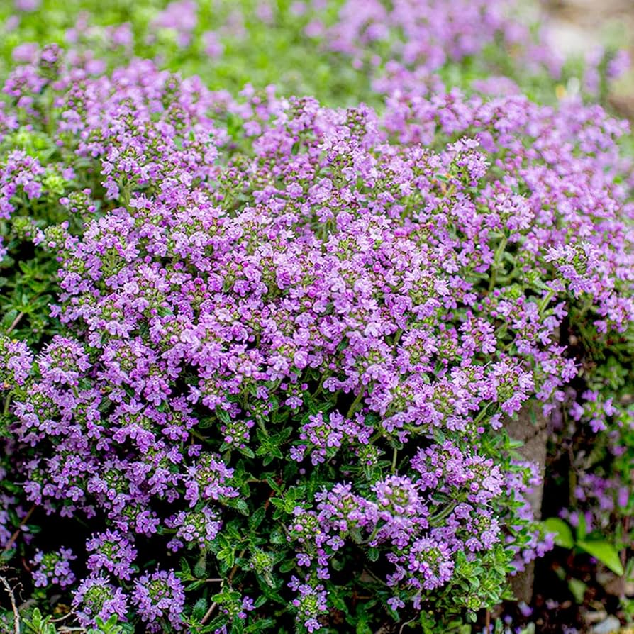 Violet Serpyllum Flower seeds for Planting - Cut Flower Favorite, Heirloom & GMO Free Seeds for Home Garden