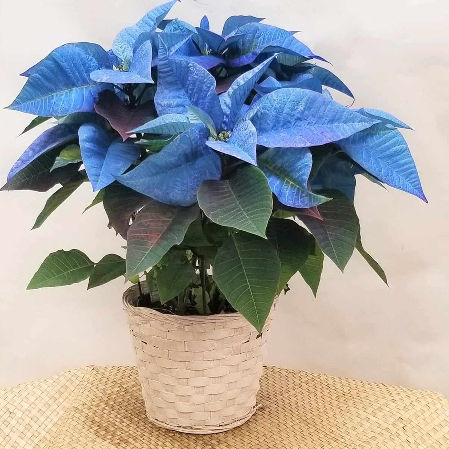 Blue Poinsettia Flower Seeds for Planting Drought Tolerant Heirloom & GMO Free Seeds for Home Garden
 
 Sale