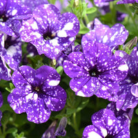 Petunia Petunia spp. Seeds for Planting - Perfect for Flower Bed & Urban Garden