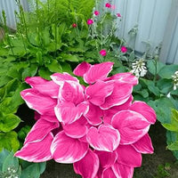 Healthy Pink Hosta growing in a decorative container on a patio.