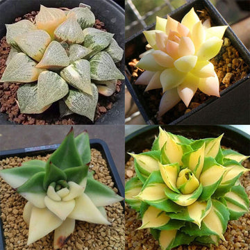 Bonsai Agave Succulent Seeds