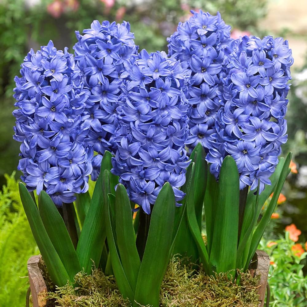 Blue Hyacinthus Flower seeds for Planting - Wildflower Mix, Heirloom & GMO Free Seeds for Home Garden