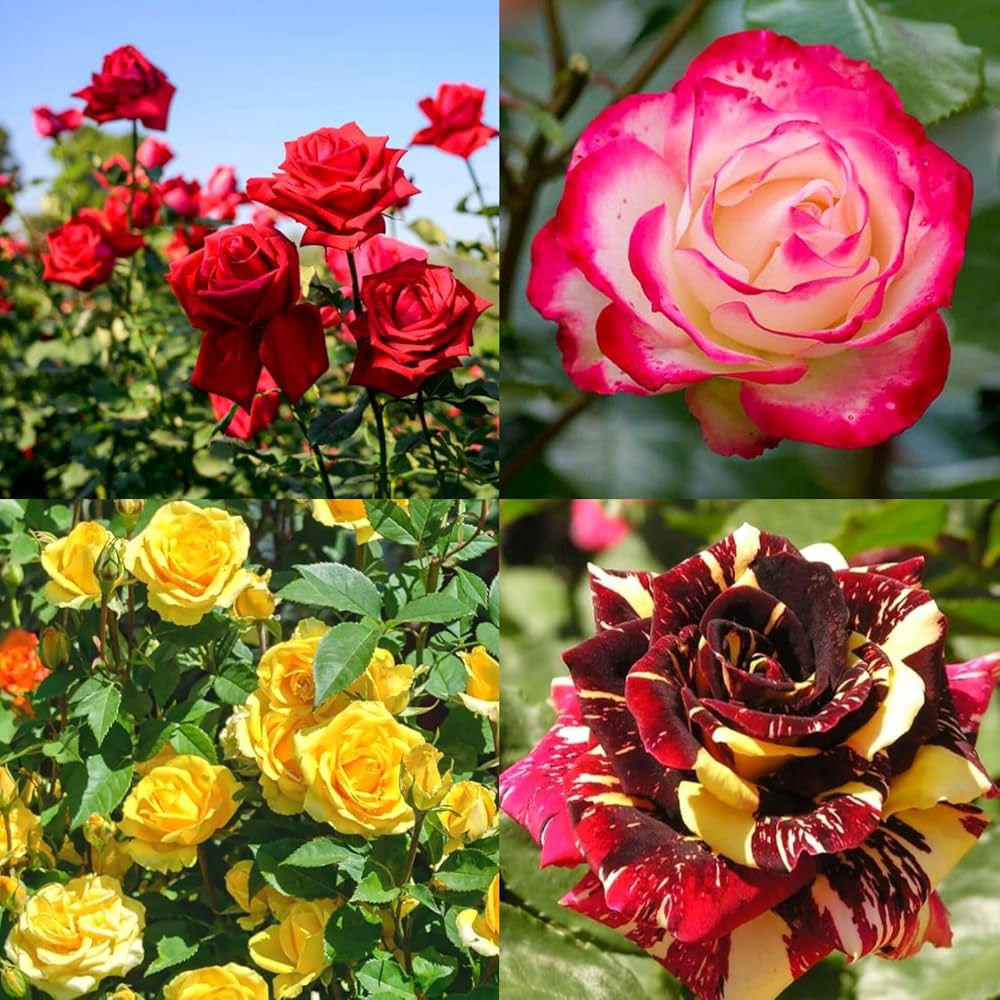 Large beautiful rose blooms growing in a garden