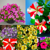 Petunia Mix Seeds for Planting  Colorful Annual Flowers