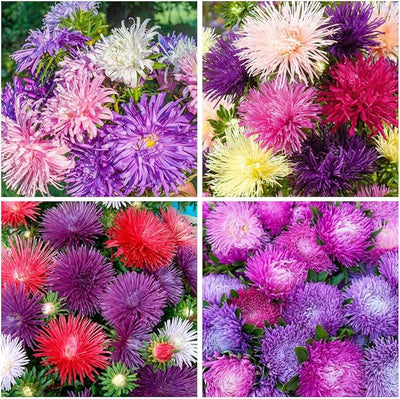 100 Pcs