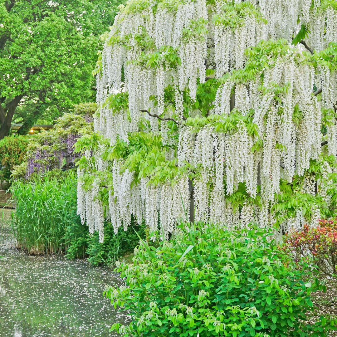 White Wisteria Flower Seeds for Planting Low Maintenance Heirloom & GMO Free Seeds for Home Garden
 
 Sale