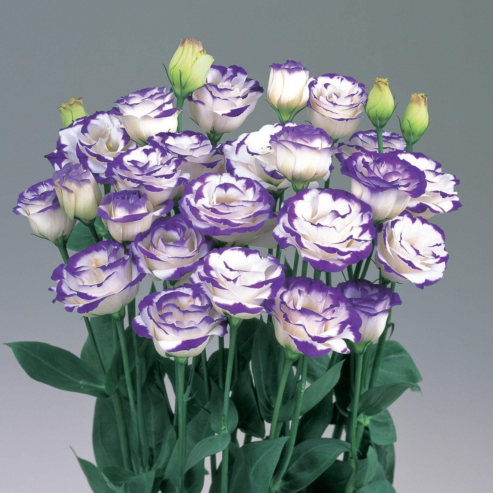 Blue and White Eustoma Flower Seeds for Planting
