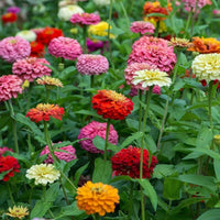 Elegans Flower seeds for Planting - Low Maintenance, Heirloom & GMO Free Seeds for Home Garden