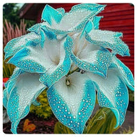 Hosta mix growing in a shaded outdoor garden