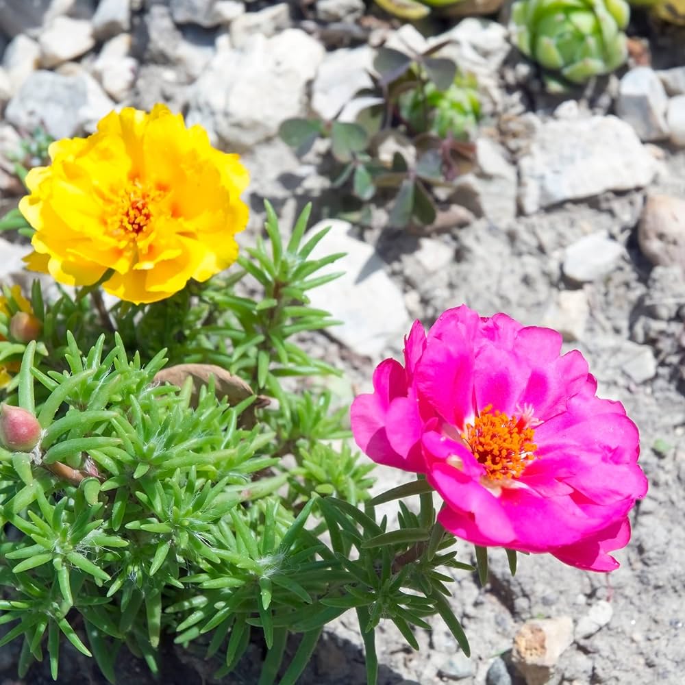 Moss Rose Tequila Mix Portulaca Seeds for Bright and Resilient Blooms