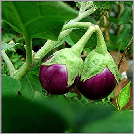 Healthy brinjal plants producing purple vegetables in a home garden.