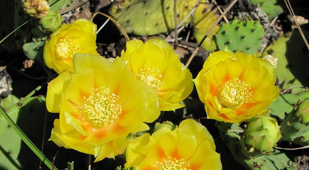 Heirloom Yellow Opuntia Flower seeds for Planting Pollinator Friendly Heirloom & GMO Free Seeds for Home Garden