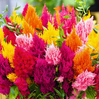 Spun Sugar Celosia ornamental blooms suitable for containers and landscape gardens