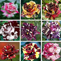 Mix Dragon Rose Flower seeds for Planting - Cottage Garden Essential, Heirloom & GMO Free Seeds for Home Garden
 
 Sale seeds for planting in home garden