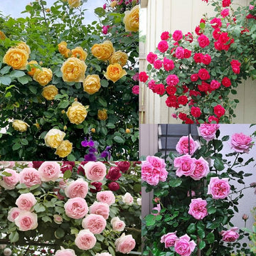 Mixed Colour Rose Balcony Flower Seeds for Planting Seasonal Bloomer Heirloom & GMO Free Seeds for Home Garden
 
 Sale
