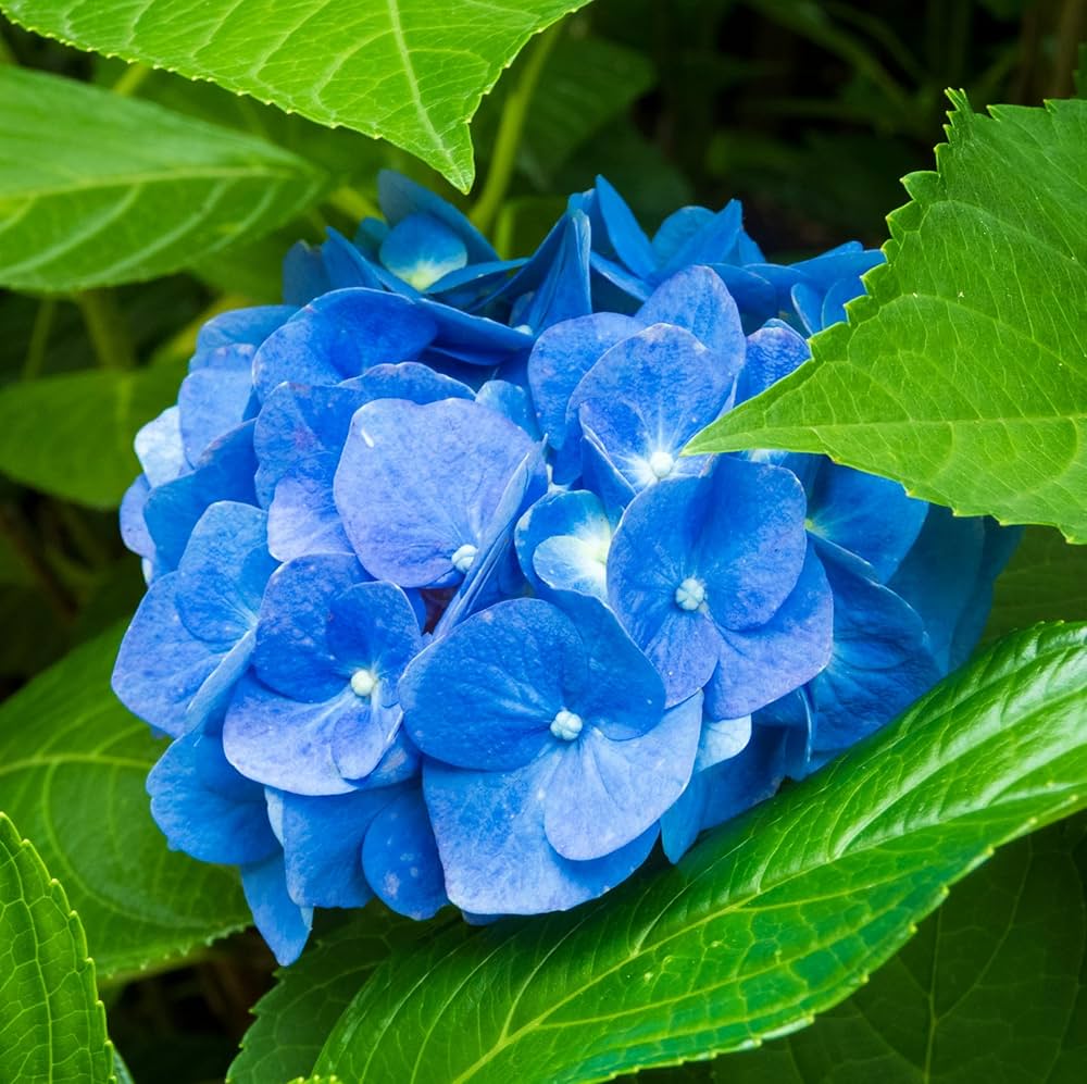 Light Blue Hydrangea Flower seeds for Planting Cut Flower Favorite Heirloom & GMO Free Seeds for Home Garden 
 
 Sale