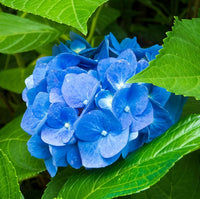 Light Blue Hydrangea Flower seeds for Planting Cut Flower Favorite Heirloom & GMO Free Seeds for Home Garden 
 
 Sale