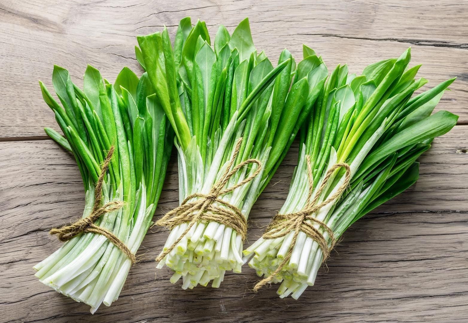 Ramsons (Wild Garlic) Seeds | Heirloom Broad-Leaf Garden Variety GMO-Free