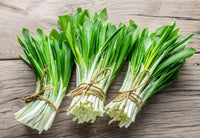 Ramsons (Wild Garlic) Seeds | Heirloom Broad-Leaf Garden Variety GMO-Free