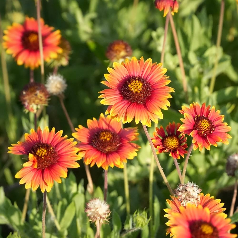 Gaillardia Flower seeds for Planting Drought Tolerant Heirloom & GMO Free Seeds for Home Garden