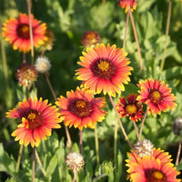 Gaillardia Flower seeds for Planting Drought Tolerant Heirloom & GMO Free Seeds for Home Garden