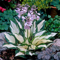Hosta Flowering Plant Seeds for Shade Garden Beauty