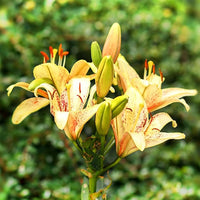 Daylily Hemerocallis spp Flower Seeds for Planting in Flower Bed