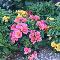 Peruvian Lily Alstroemeria spp. Flower Seeds for Planting in Flower Bed