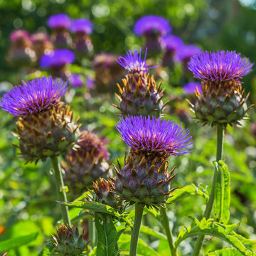 Violet Cardunculus Flower seeds for Planting - Garden Favorite, Heirloom & GMO Free Seeds for Home Garden