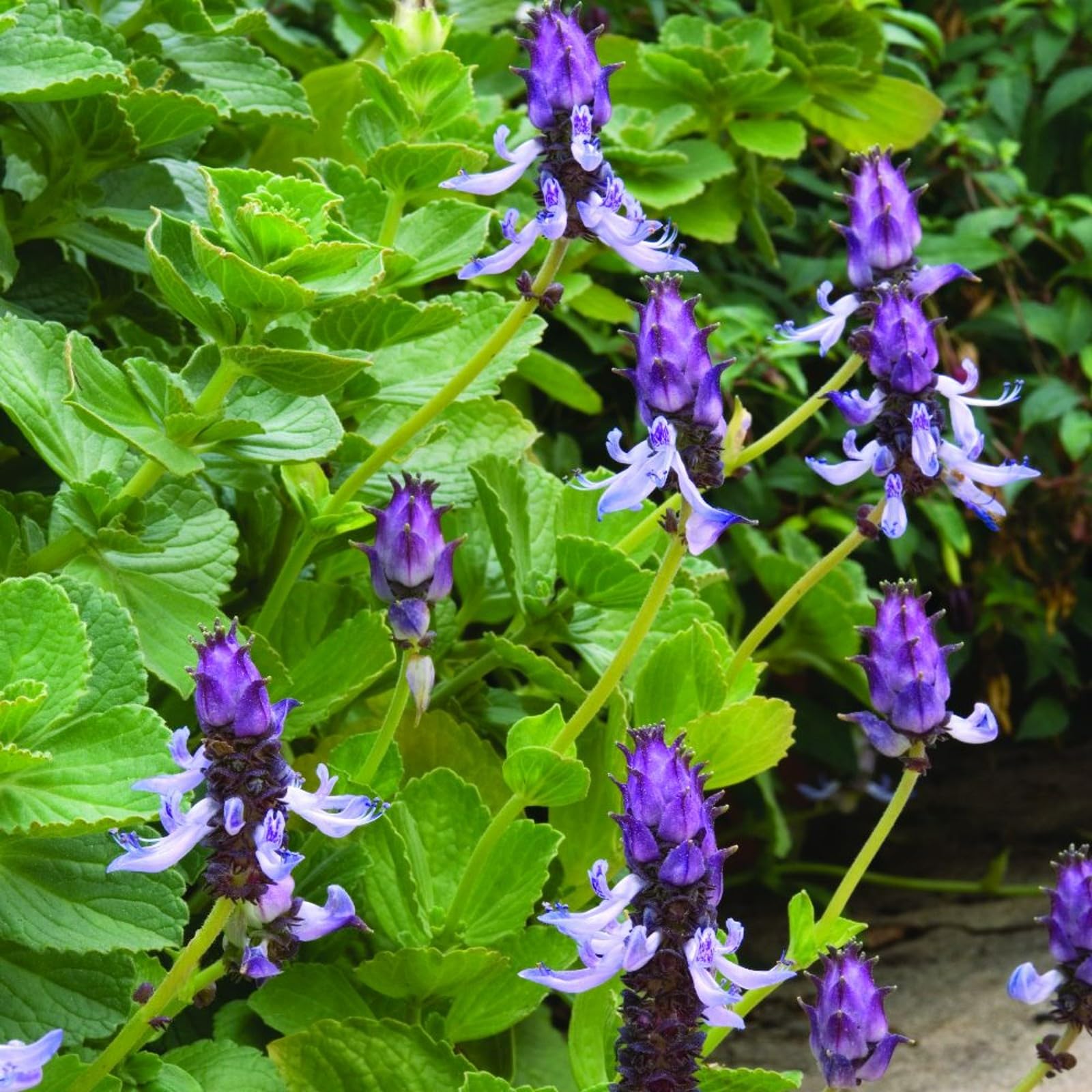 Green Coleus Canina foliage in an outdoor setting