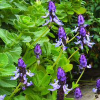Green Coleus Canina foliage in an outdoor setting