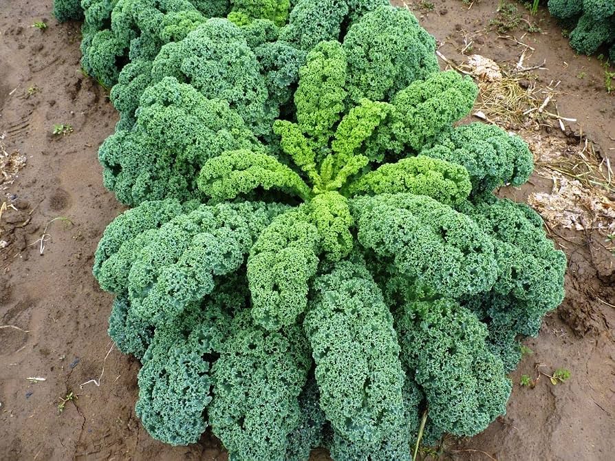 Green Kale Cabbage Seeds – Leafy Vegetable for Home Garden Growing