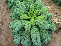 Green Kale Cabbage Seeds – Leafy Vegetable for Home Garden Growing